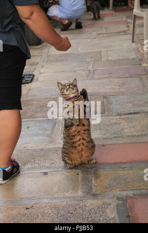 Ben nutrito gatto a Ernest Hemingway House di Key West, Florida. Foto Stock