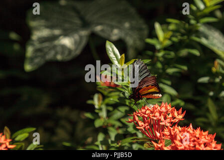 Comune di farfalla Papilionidae Troides helena si diffonde il suo nero e giallo ali su un fiore in un giardino tropicale. Foto Stock