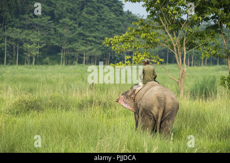 Mahout o elephant cavaliere a cavallo di un elefante femmina. La fauna selvatica e foto rurale. Elefanti asiatici come animali domestici Foto Stock