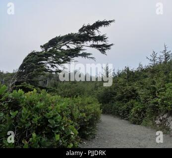 Prese per catturare il selvaggio e condizioni ventose del lontano west raggiunge della British Columbia, Ucluelet sull'oceano pacifico dell'isola di Vancouver. Foto Stock