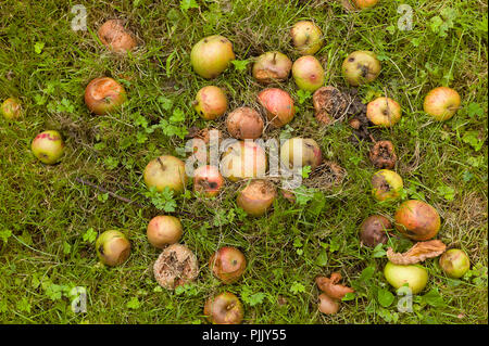 Inghilterra, East Sussex, miscela di Cox's Orange Pippin e mele Russet decomporsi sulla terra. Foto Stock