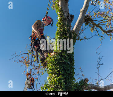 Andy Rouse, il chirurgo ad albero, al lavoro in East Budleigh. Foto Stock