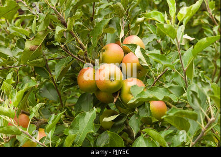 Inghilterra, East Sussex, Cox's Orange Pippin mele che cresce sull'albero. Foto Stock