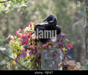 Avvoltoio nero seduto su un albero con il fogliame colorato con sfondo bokeh di fondo del suo ambiente e dintorni Foto Stock