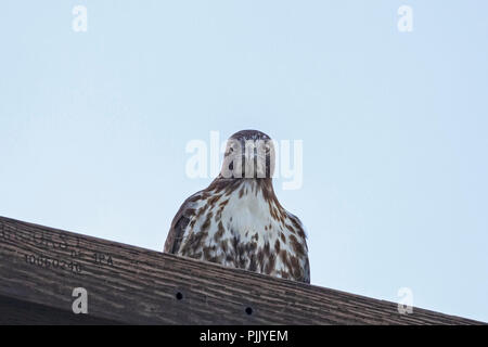 Uccello Rosso-tail hawk battenti in California Foto Stock