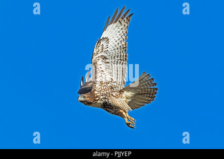 Uccello Rosso-tail hawk battenti in California Foto Stock