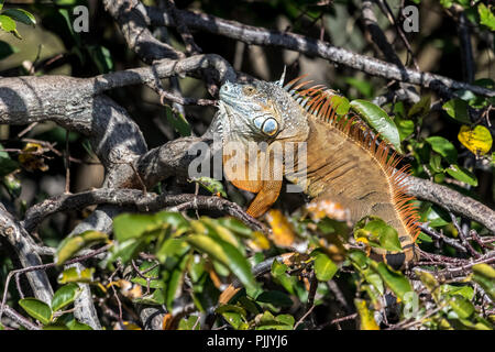 Comune iguana verde in una struttura ad albero di mangrovia in Everglades National Park in Florida Foto Stock