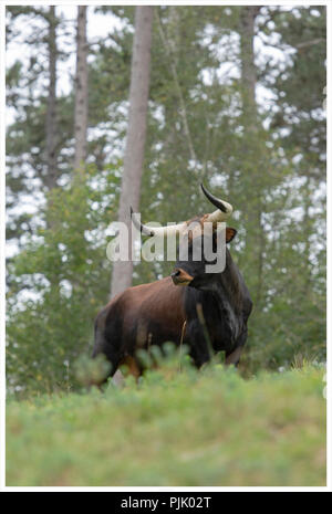 Aurox, Bos taurus primigenius Foto Stock