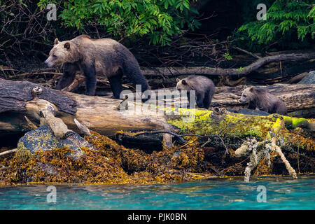 Orso grizzly mom con due, questo anni Lupetti nella ricerca di salmone, Prime Nazioni Territorio, British Columbia, Canada. Foto Stock