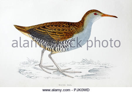 Porciglione (Rallus aquaticus) illustrazione vintage, da una storia di uccelli britannica dal Rev. Francesco Orpen Morris, pubblicato in c1850 Foto Stock