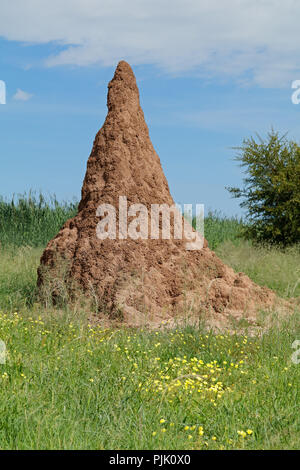 Termite mound e giallo fiori selvaggi contro un cielo blu, il Parco Nazionale di Etosha, Namibia Foto Stock