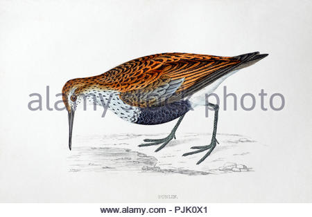 Dunlin (Calidris alpina) illustrazione vintage, da una storia di uccelli britannica dal Rev. Francesco Orpen Morris, pubblicato in c1850 Foto Stock