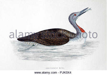 Red Throated Diver (Gavia Stellata) illustrazione vintage, da una storia di uccelli britannica dal Rev. Francesco Orpen Morris, pubblicato in c1850 Foto Stock