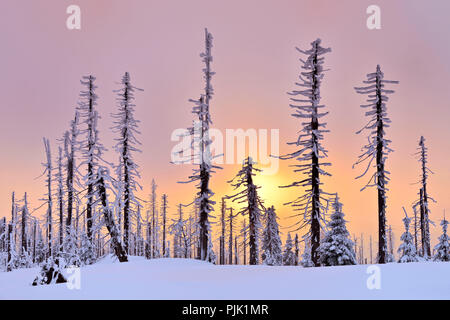 Tramonto sulla Montagna Grande Rachel in inverno, abete coperto di neve e morti dall'infestazione da scolitidi, Foresta Bavarese natura park, Baviera, Germania Foto Stock