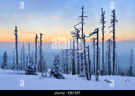 Tramonto sulla Montagna Grande Rachel in inverno, abete coperto di neve e morti dall'infestazione da scolitidi, Foresta Bavarese natura park, Baviera, Germania Foto Stock