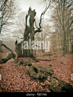 Le rovine di un vecchio faggio in un ex pascolo di legno, analoga modifica, Sababurg, Reinhardswald, Nord Hesse, Hesse, Germania Foto Stock