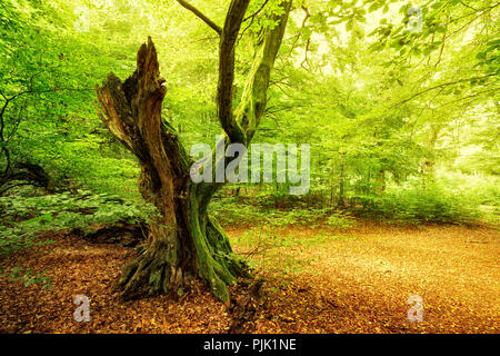 Old gnarly carpino bianco in un ex pascolo di legno, Sababurg, Reinhardswald, Nord Hesse, Hesse, Germania Foto Stock