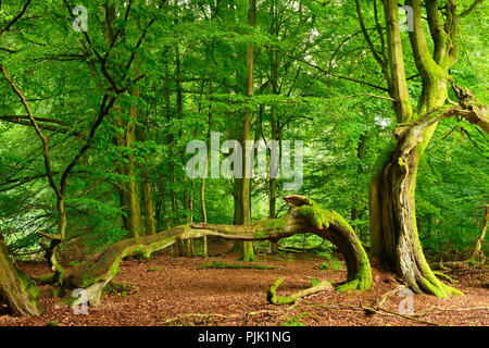 Split faggio in un ex pascolo di legno, Sababurg, Reinhardswald, Nord Hesse, Hesse, Germania Foto Stock