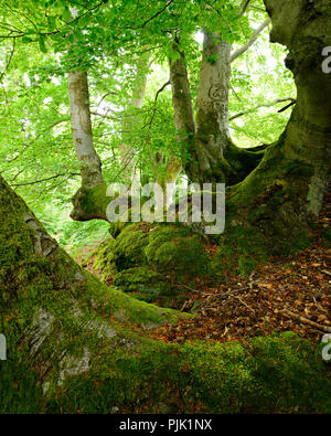 Vecchio faggio sovradimensionate treees su moss-rocce coperte, Kellerwald-Edersee natura park, Hesse, Germania Foto Stock