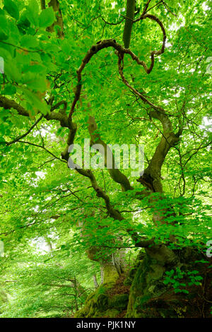 Vecchio faggio sovradimensionate treees su moss-rocce coperte, Kellerwald-Edersee natura park, Hesse, Germania Foto Stock