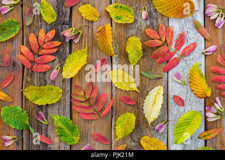 Colorato Foglie di autunno sul vecchio legno rustico sfondo. Natura laici piana. Foto Stock