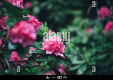 Rhododendron dopo la pioggia su un cimitero, Foto Stock