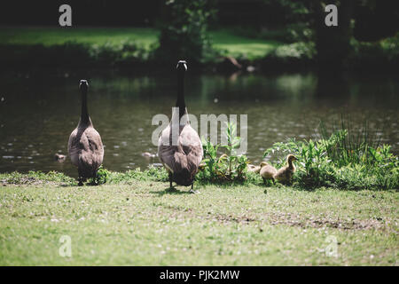 Oche del Canada, giovane con prole a lago di Bielefeld, Foto Stock