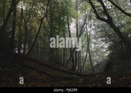 La passeggiata nel bosco in autunno con la nebbia in ottobre, Foto Stock