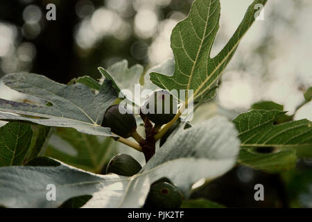 Fichi sul fico Foto Stock