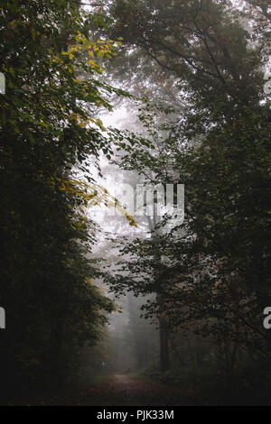 La passeggiata nel bosco in autunno con la nebbia in ottobre, Foto Stock