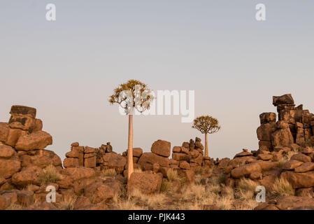 Faretra alberi nella faretra Tree Forest / 'gigantesco parco giochi nei pressi di Keetmanshoop, sud della Namibia Foto Stock