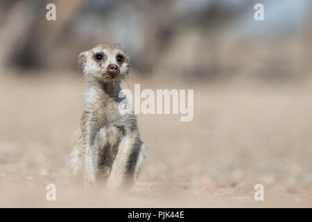 Meerkat (Suricata suricatta) in Namibia, nelle prime ore del mattino. Foto Stock