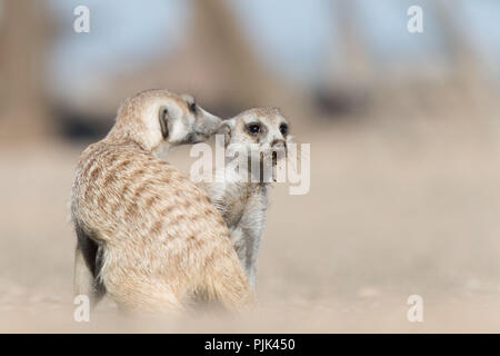 Due Meerkats (Suricata suricatta) in Namibia, nelle prime ore del mattino. Foto Stock