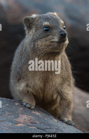 Rock hyrax in Namibia, Quiver tree forest. Foto Stock