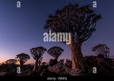 Faretra alberi nella faretra Tree Forest / 'gigantesco parco giochi nei pressi di Keetmanshoop, sud della Namibia, poco dopo il tramonto. Ora blu / lunga esposizione Foto Stock