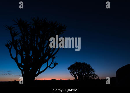 Faretra alberi nella faretra Tree Forest / 'gigantesco parco giochi nei pressi di Keetmanshoop, sud della Namibia, poco dopo il tramonto. Ora blu / lunga esposizione Foto Stock