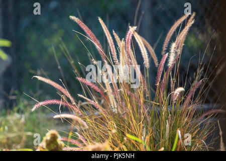 Ornamentali Fontana cremisi Erba - Pennisetum setaceum Foto Stock