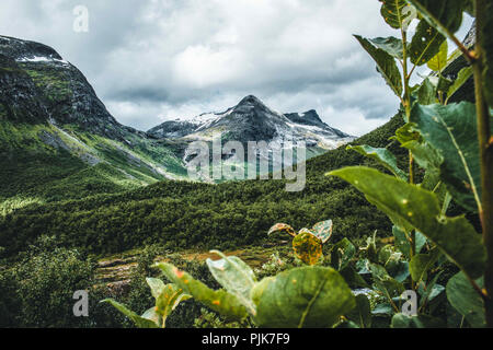 Norvegia, Møre og Romsdal, Trollstigen, vegetazione Foto Stock