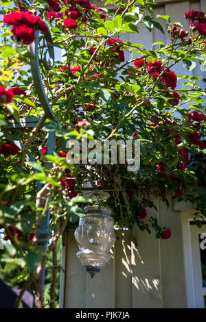 Fioritura rambling rosa "Chevy Chase', close-up, di parete esterna Foto Stock