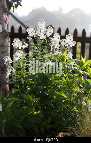 Letto di fiori con il bianco phlox in giardino Foto Stock