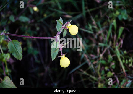 Pianella della Madonna Orchid, Cypripedium calceolus fotografato nella città di Canta, a nord di Lima - Perù Foto Stock