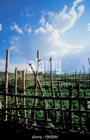 Le risaie nella campagna del Laos. Foto Stock