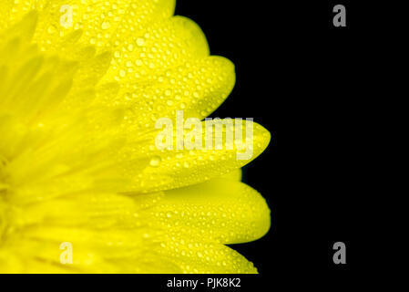 Gerbera gialla fiore Foto Stock