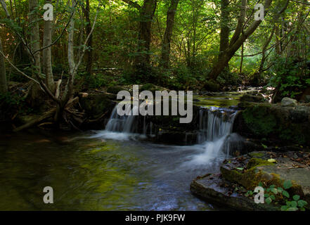 Piccolo fiume con due piccole cascate che scorre tranquillamente attraverso una foresta, il verde che riflette nell'acqua Foto Stock