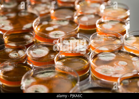 Microbi che cresce su piastra di agar. Foto Stock
