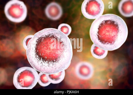 Le cellule staminali embrionali umane, illustrazione del computer. Foto Stock