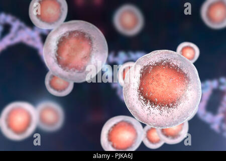 Le cellule staminali embrionali umane, illustrazione del computer. Foto Stock