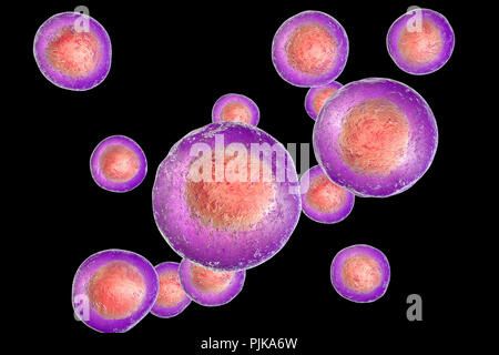 Le cellule staminali embrionali umane, illustrazione del computer. Foto Stock