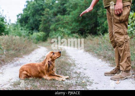Addestramento del cane processo. English cocker spaniel all'aperto Foto Stock