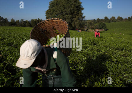 Maramba fabbrica di tè, Limuru, Kenya, febbraio 2015. Foto Stock